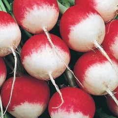 Graines de radis rouge à bout blanc