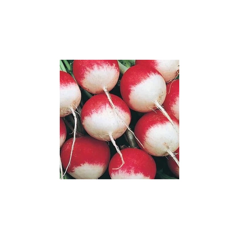 Graines de radis rouge à bout blanc