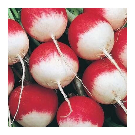 Graines de radis rouge à bout blanc