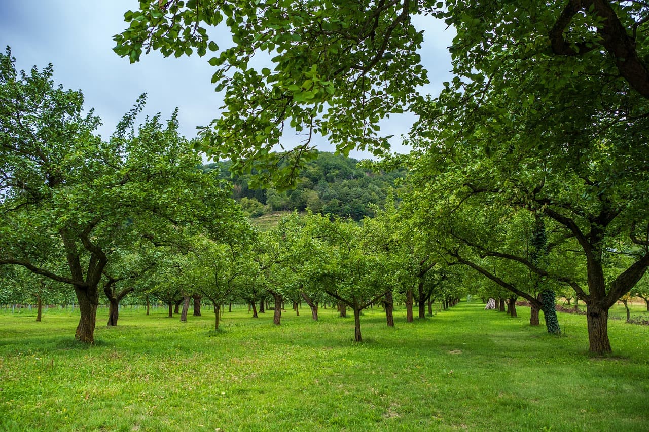 Arbres fruitiers pour confiture